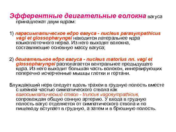 Эфферентные двигательные волокна вагуса принадлежат двум ядрам: 1) парасимпатическое ядро вагуса - nucleus parasympathicus