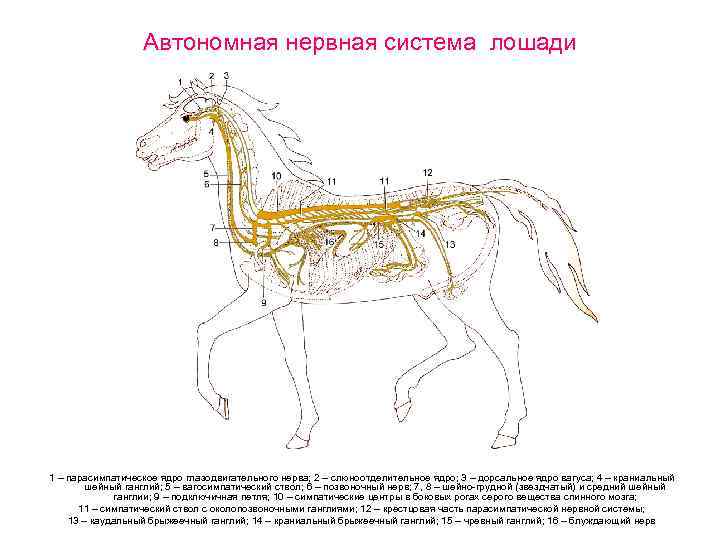 Автономная нервная система лошади 1 – парасимпатическое ядро глазодвигательного нерва; 2 – слюноотделительное ядро;