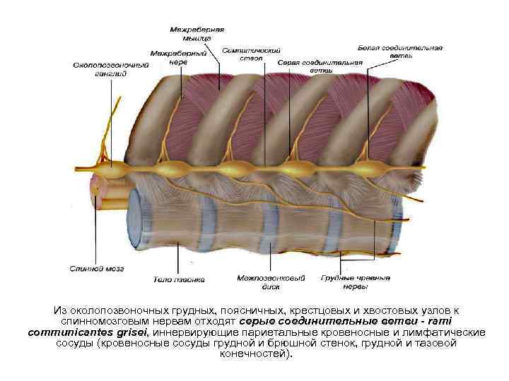 Из околопозвоночных грудных, поясничных, крестцовых и хвостовых узлов к спинномозговым нервам отходят серые соединительные