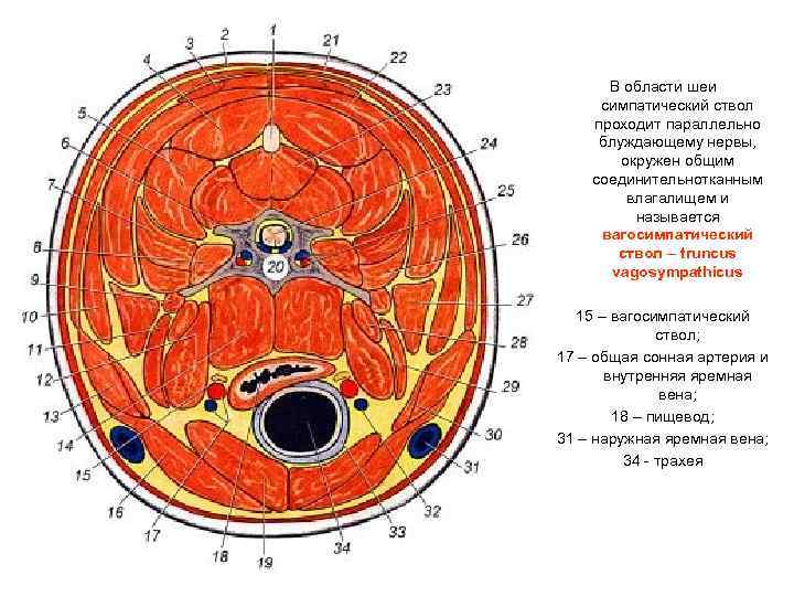 В области шеи симпатический ствол проходит параллельно блуждающему нервы, окружен общим соединительнотканным влагалищем и