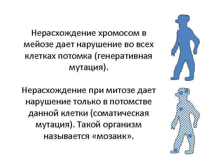 Нерасхождение хромосом в мейозе дает нарушение во всех клетках потомка (генеративная мутация). Нерасхождение при