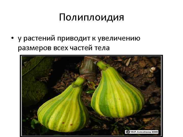 Полиплоидия • у растений приводит к увеличению размеров всех частей тела 