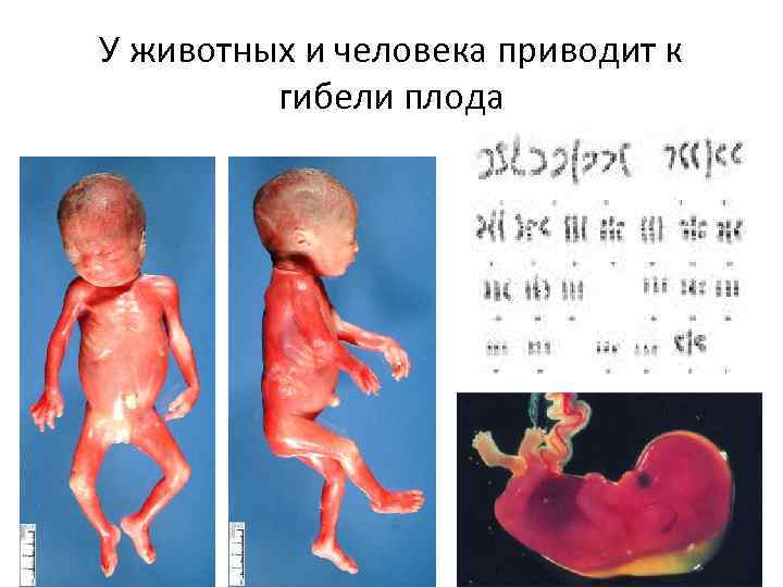 У животных и человека приводит к гибели плода 