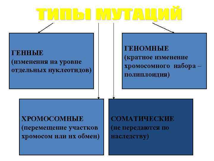 Виды мутаций фото