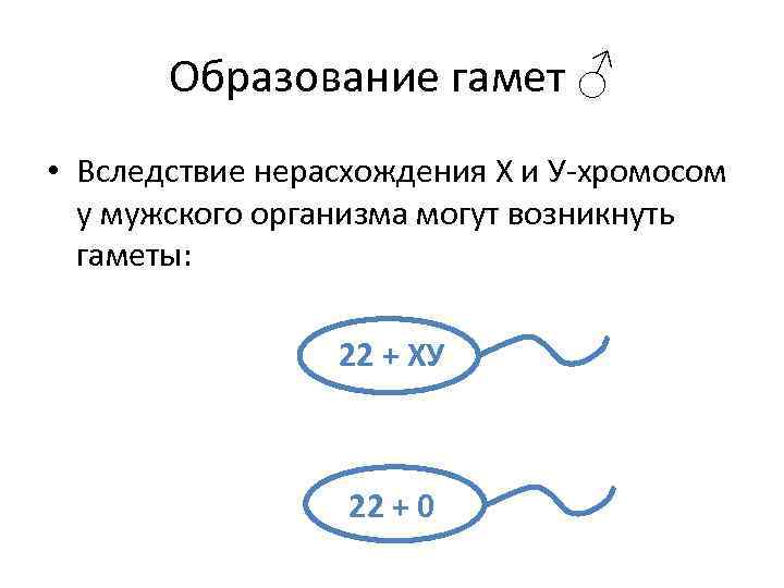 Образование гамет ♂ • Вследствие нерасхождения Х и У хромосом у мужского организма могут