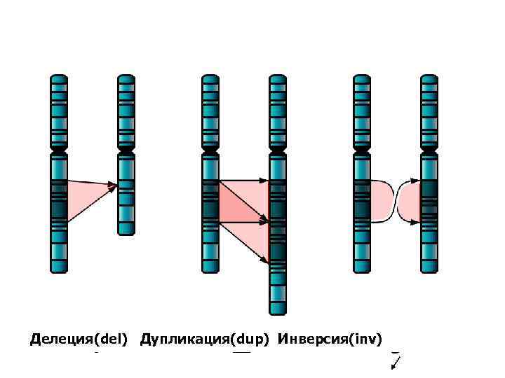 Делеция(del) Дупликация(dup) Инверсия(inv) 