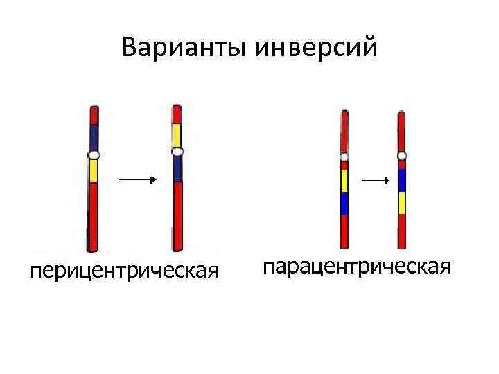Варианты инверсий перицентрическая парацентрическая 