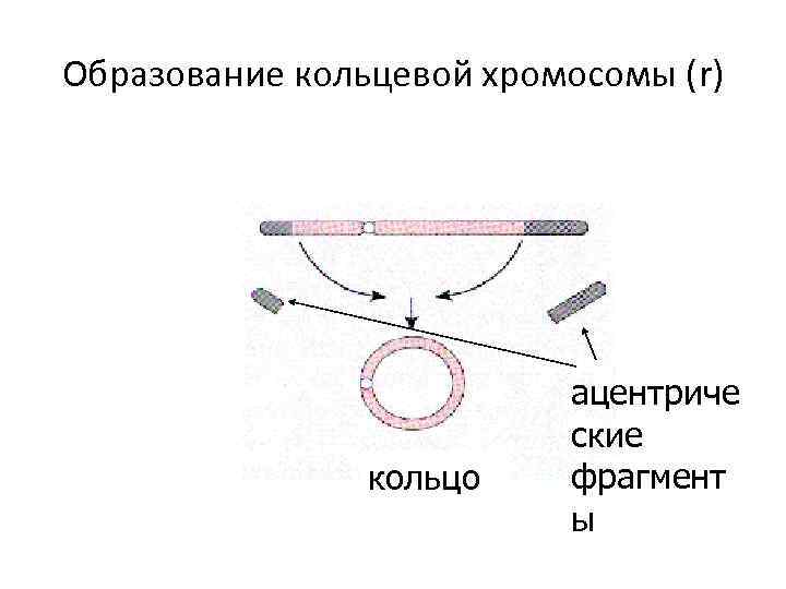 Кольцевая хромосома расположена