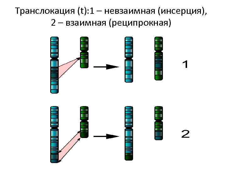 Транслокация хромосом фото