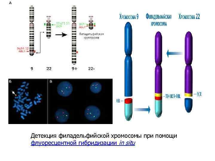 Флуоресцентная гибридизация in situ презентация