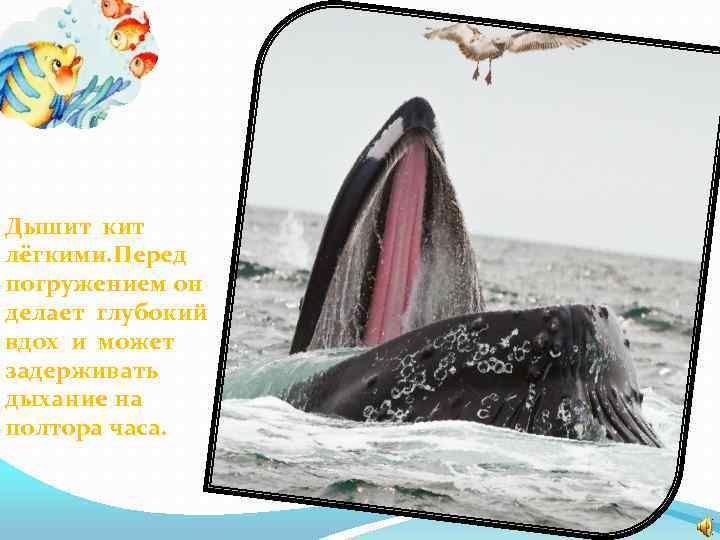 Киты дышат кислородом растворенным в воде. Дыхание китов. Дыхание китообразных. Кит дышит легкими.
