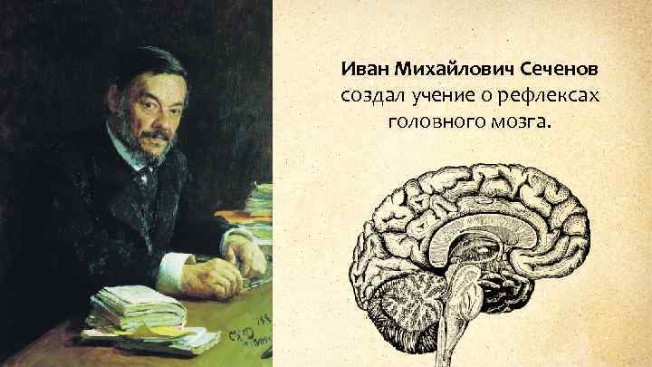Иван Михайлович Сеченов создал учение о рефлексах головного мозга. 