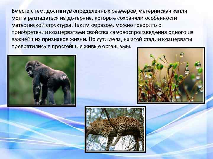 Вместе с тем, достигнув определенных размеров, материнская капля могла распадаться на дочерние, которые сохраняли