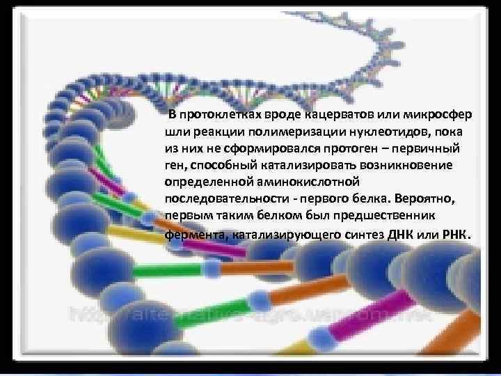 В протоклетках вроде кацерватов или микросфер шли реакции полимеризации нуклеотидов, пока из них не
