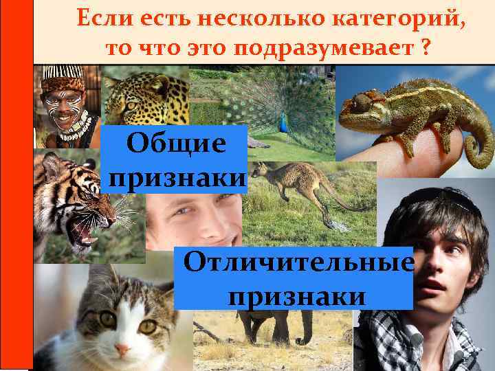 Если есть несколько категорий, то что это подразумевает ? Общие признаки Отличительные признаки 