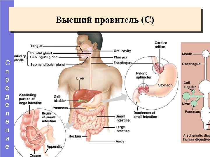 Высший правитель (C) О п р е д е л е н и е