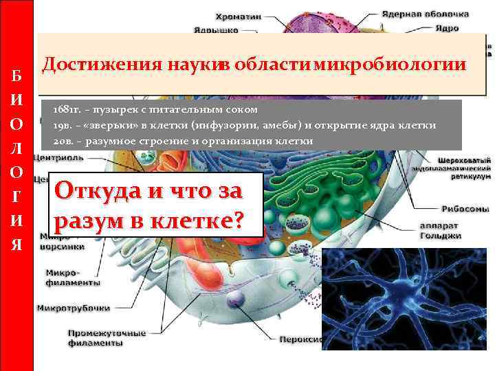 Б И О Л О Г И Я Достижения науки области микробиологии в 1681