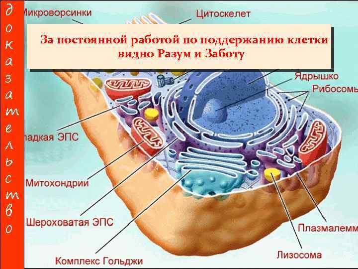 д о к а з а т е л ь с т в о