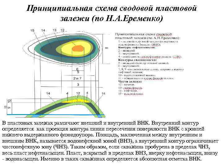 Принципиальная схема сводовой пластовой залежи (по Н. А. Еременко) В пластовых залежах различают внешний