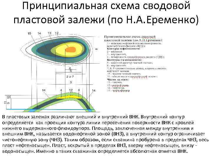 Принципиальная схема сводовой пластовой залежи (по Н. А. Еременко) В пластовых залежах различают внешний