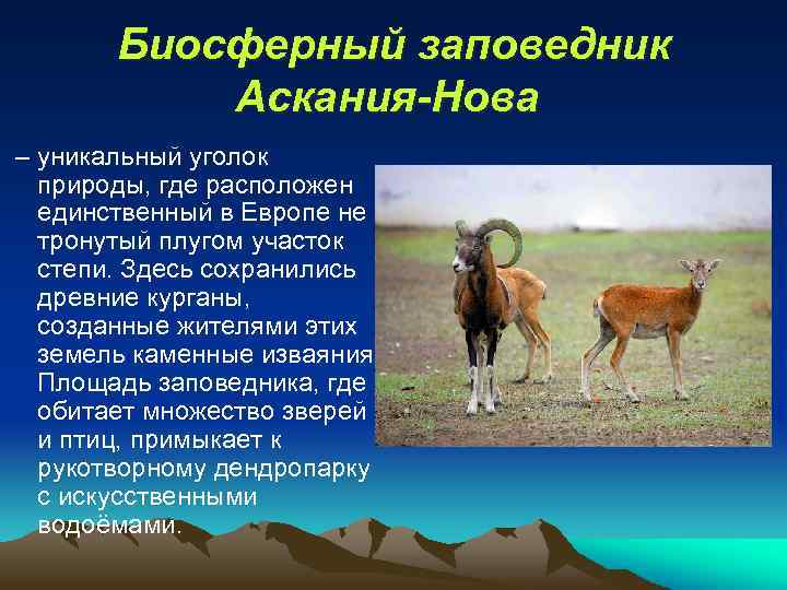 Биосферный заповедник Аскания-Нова – уникальный уголок природы, где расположен единственный в Европе не тронутый