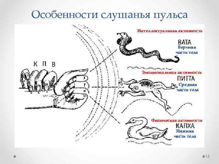 Особенности слушанья пульса Интеллектуальная активность Верхняя часть тела Эмоциональная активность Средняя часть тела Физическая