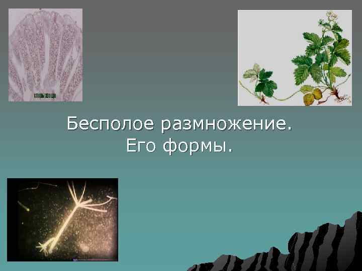 Бесполое размножение. Его формы. 