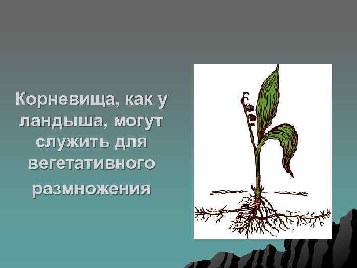 Корневища, как у ландыша, могут служить для вегетативного размножения 