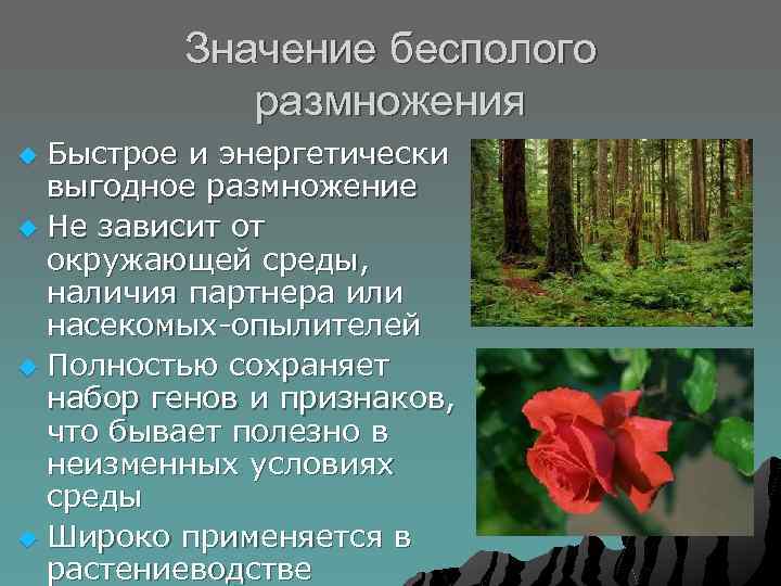 Значение бесполого размножения Быстрое и энергетически выгодное размножение u Не зависит от окружающей среды,