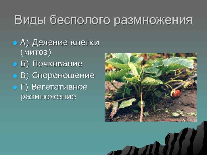 Виды бесполого размножения А) Деление клетки (митоз) u Б) Почкование u В) Спороношение u