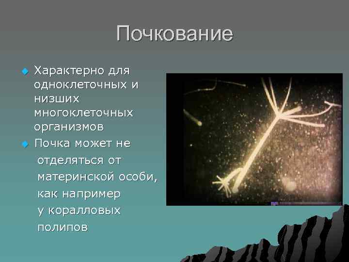 Почкование u u Характерно для одноклеточных и низших многоклеточных организмов Почка может не отделяться