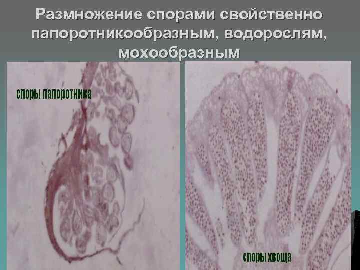 Размножение спорами свойственно папоротникообразным, водорослям, мохообразным 