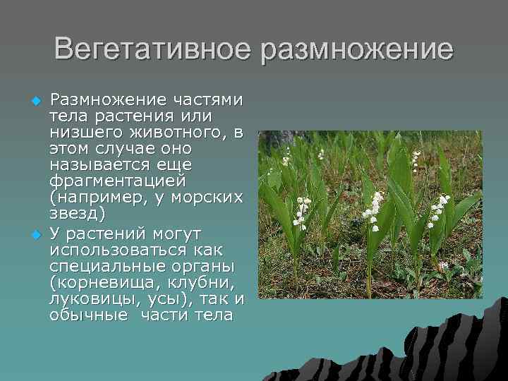Вегетативное размножение u u Размножение частями тела растения или низшего животного, в этом случае