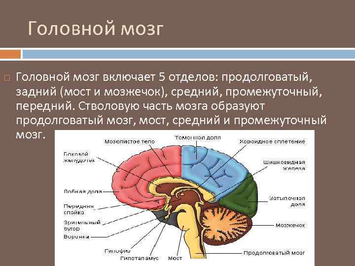 Головной мозг включает 5 отделов: продолговатый, задний (мост и мозжечок), средний, промежуточный, передний. Стволовую