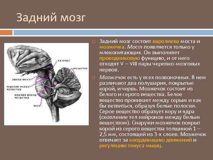 За что отвечает мозжечок