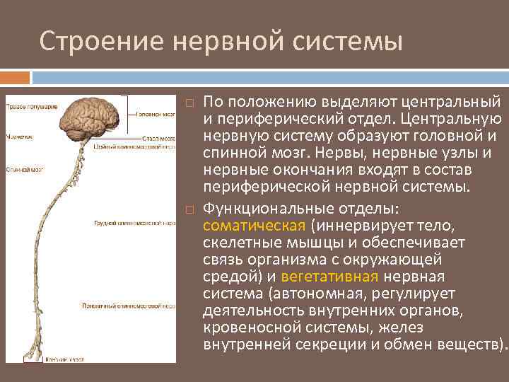 Строение нервной системы По положению выделяют центральный и периферический отдел. Центральную нервную систему образуют