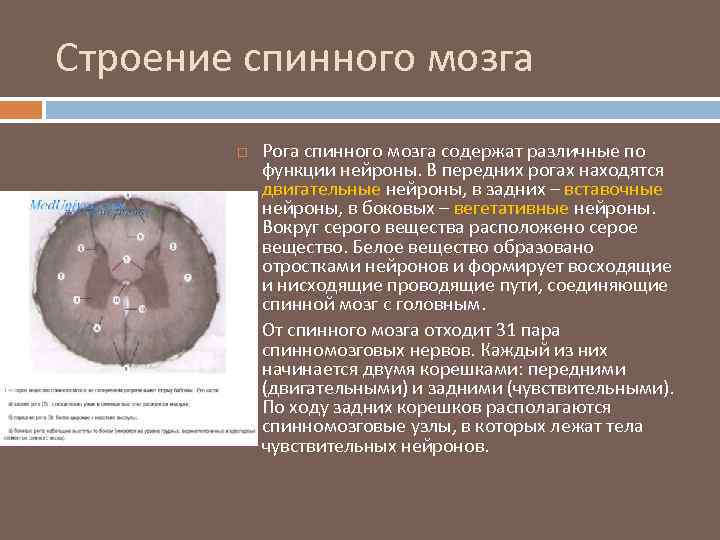 Строение спинного мозга Рога спинного мозга содержат различные по функции нейроны. В передних рогах