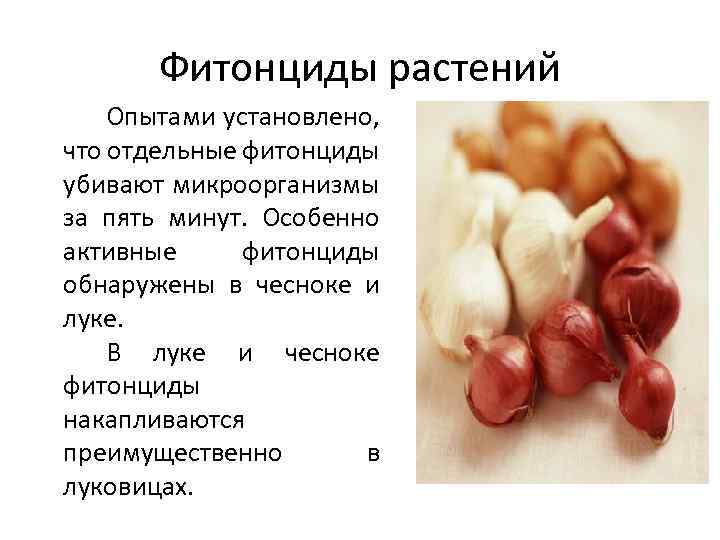 Влияние фитонцидов на сохранность пищевых продуктов проект