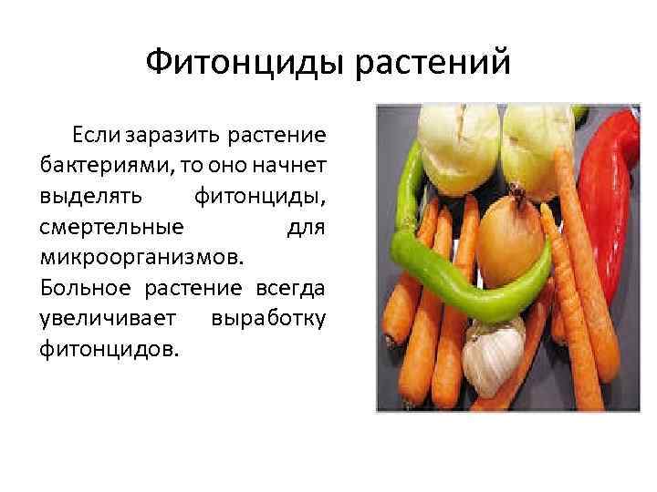 Влияние фитонцидов на сохранность пищевых продуктов проект