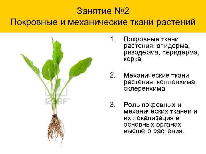 Занятие № 2 Покровные и механические ткани растений 1. Покровные ткани растения: эпидерма, ризодерма,