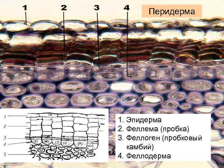 Перидерма 1. Эпидерма 2. Феллема (пробка) 3. Феллоген (пробковый камбий) 4. Феллодерма 