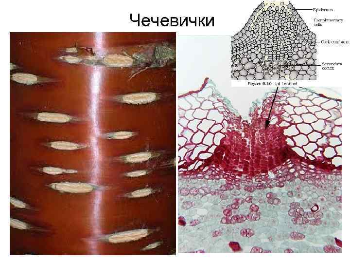 Чечевички 