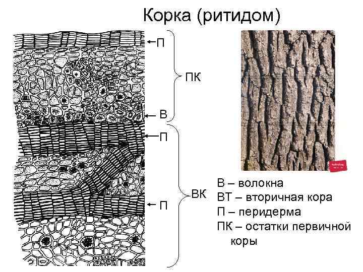 Корка (ритидом) П ПК В П П В – волокна ВК ВТ – вторичная