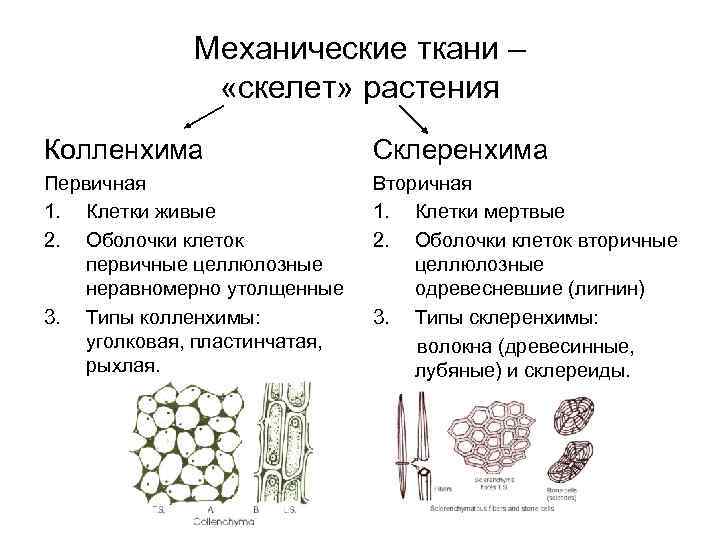 Механические ткани – «скелет» растения Колленхима Склеренхима Первичная 1. Клетки живые 2. Оболочки клеток