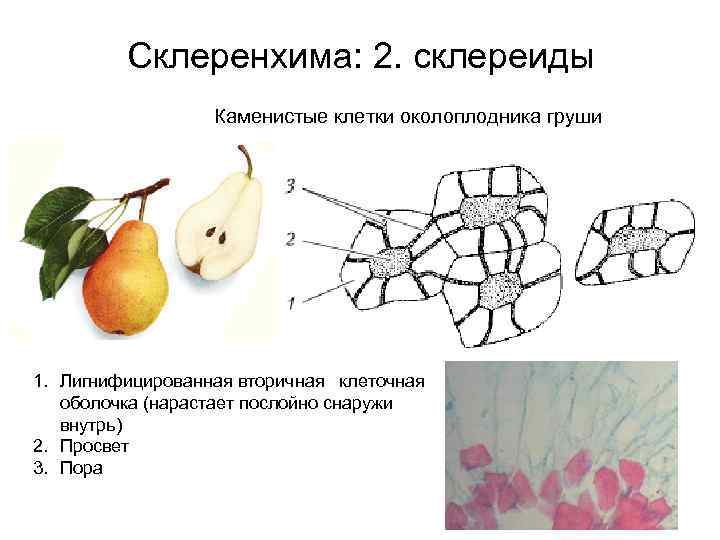 Склеренхима: 2. склереиды Каменистые клетки околоплодника груши 1. Лигнифицированная вторичная клеточная оболочка (нарастает послойно