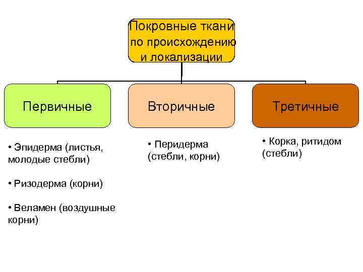 Покровные ткани по происхождению и локализации Первичные Вторичные • Эпидерма (листья, молодые стебли) •