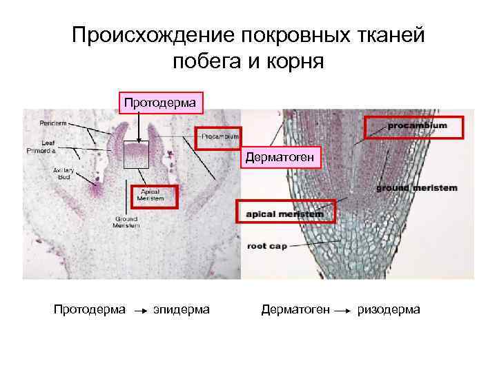 Происхождение покровных тканей побега и корня Протодерма Дерматоген Протодерма эпидерма Дерматоген ризодерма 