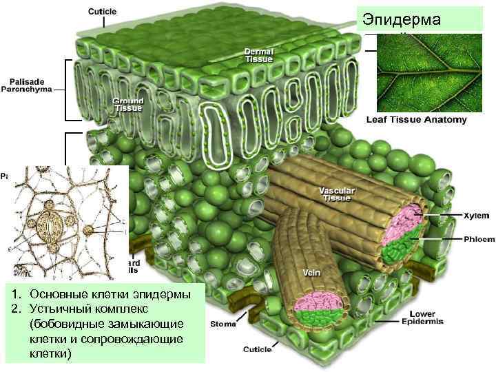 Эпидерма 1. Основные клетки эпидермы 2. Устьичный комплекс (бобовидные замыкающие клетки и сопровождающие клетки)