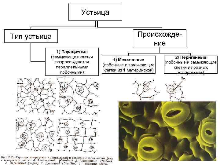 Устьица Тип устьица 1) Парацитные (замыкающие клетки сопровождаются параллельными побочными) Происхождение 1) Мезогенные (побочные