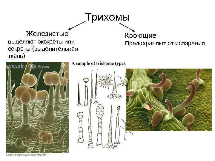 Трихомы Железистые выделяют экскреты или секреты (выделительная ткань) Кроющие Предохраняют от испарения 